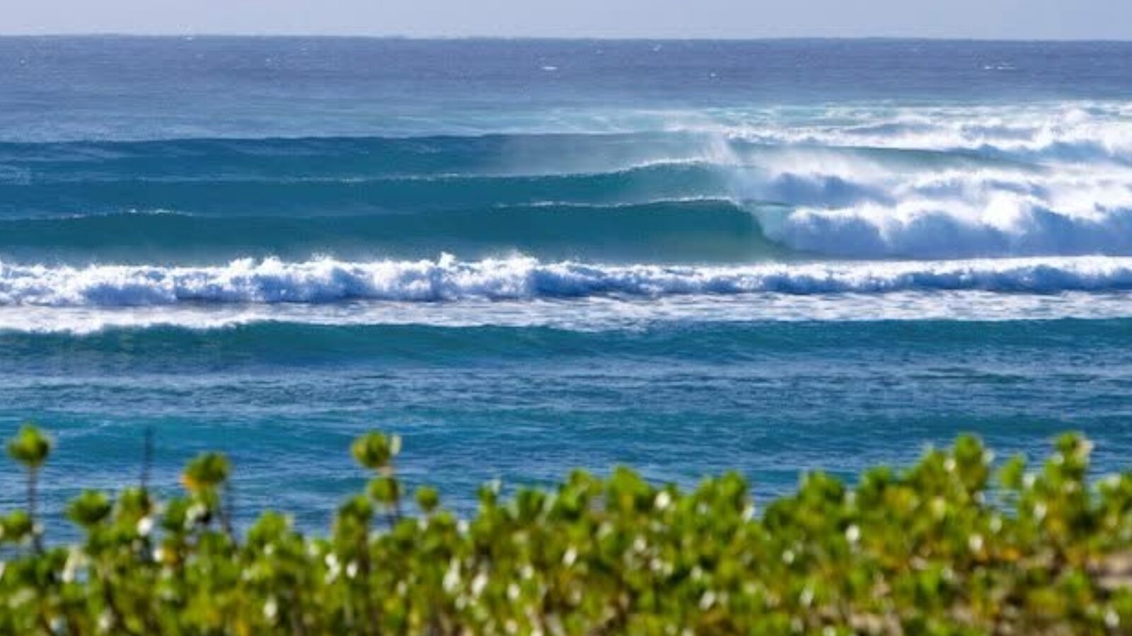 An empty wave peeling along a reef, coastal greenery in the foreground